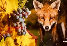 As raposinhas e a inconstância