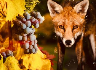 As raposinhas e a inconstância