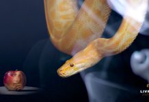 Rastejarás sobre o teu ventre