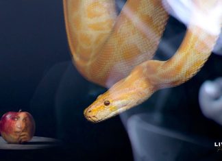 Rastejarás sobre o teu ventre